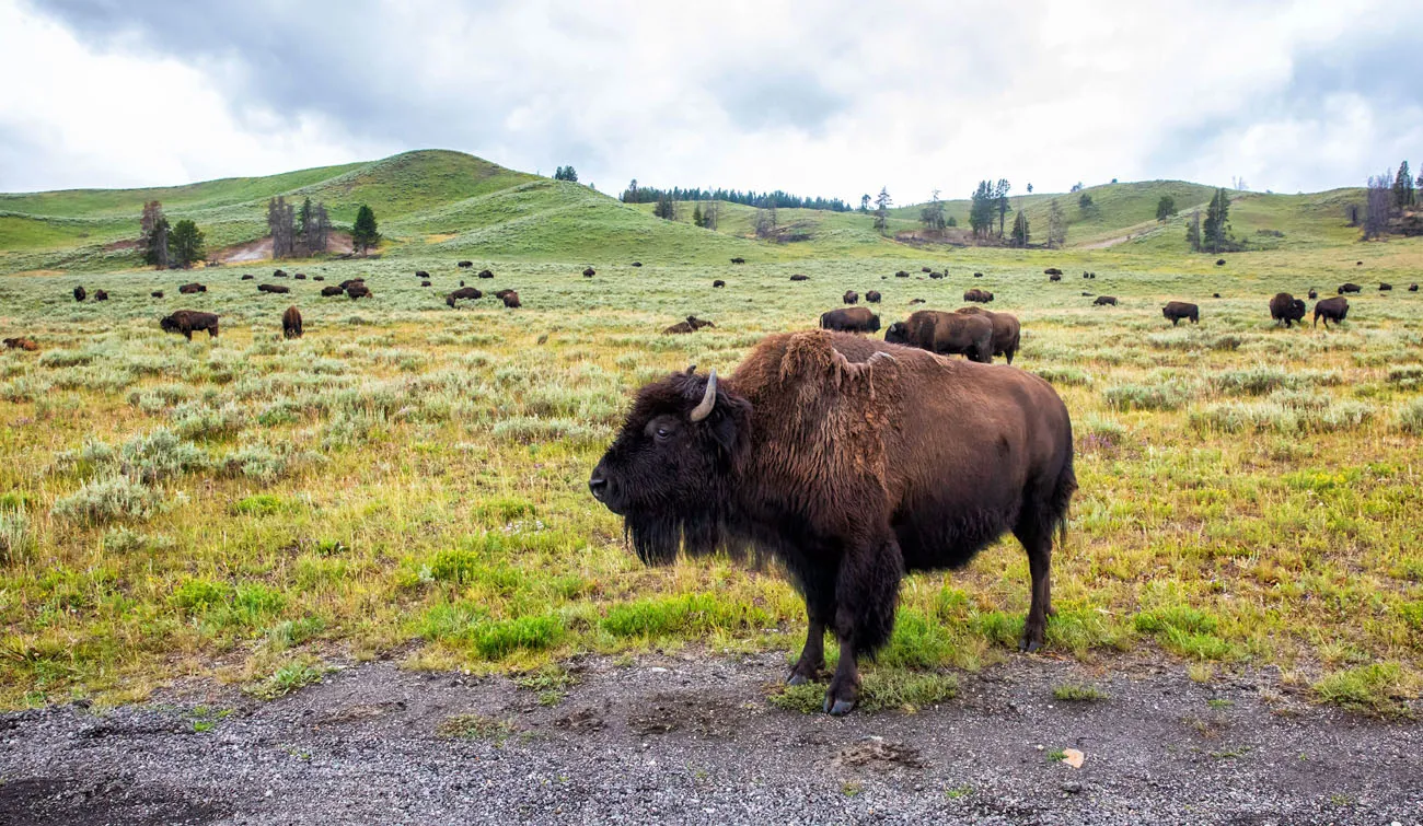 Bison