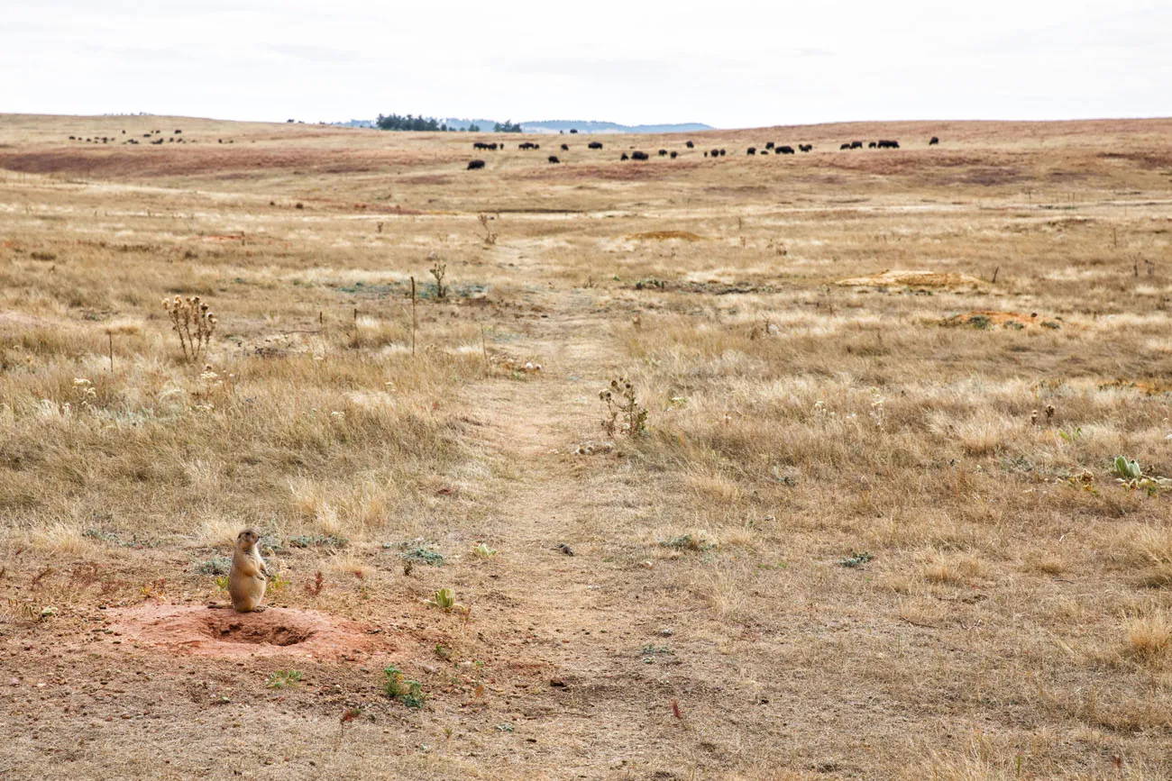 Lookout Point Trail Prairie Dog