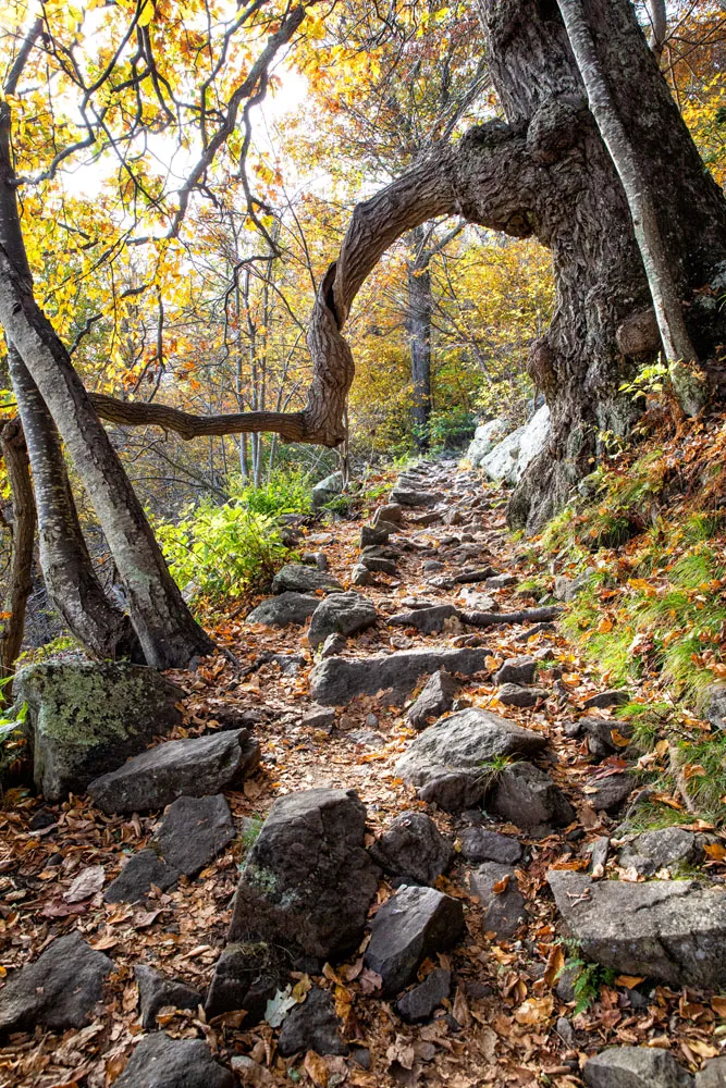 Marys Rock Trail things to do in Shenandoah