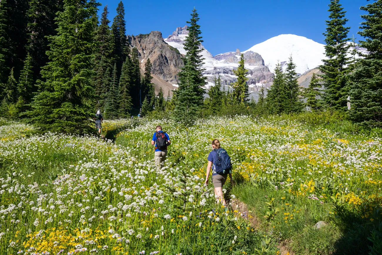 Mt Rainier Wildflowers