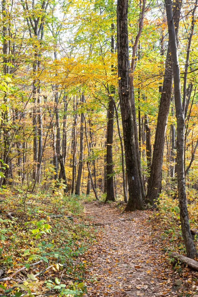 Trail to Rose River Falls