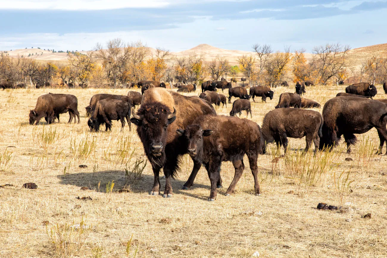 Bison Custer State Park