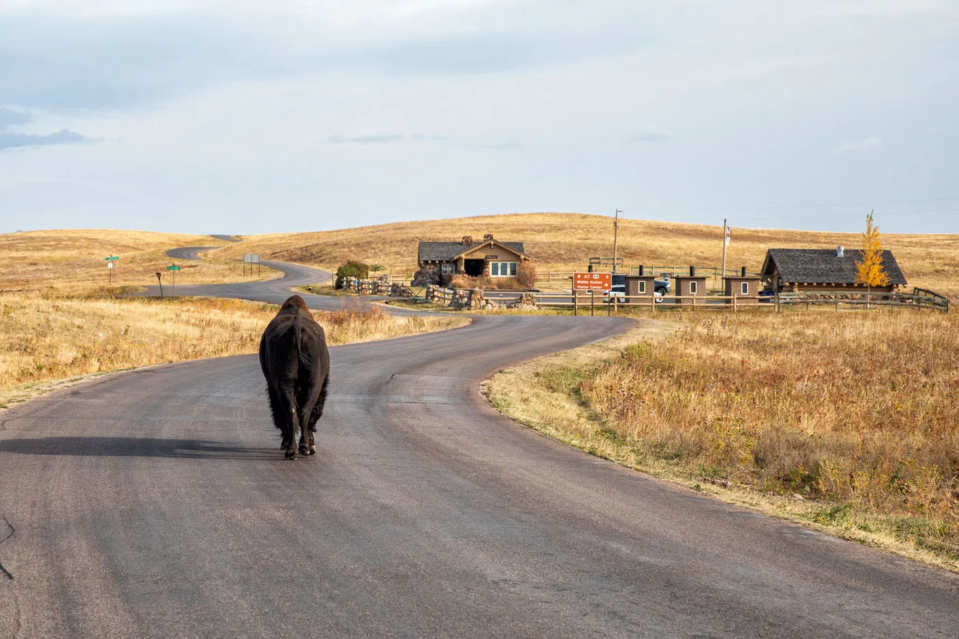 Bison Wildlife Loop Road