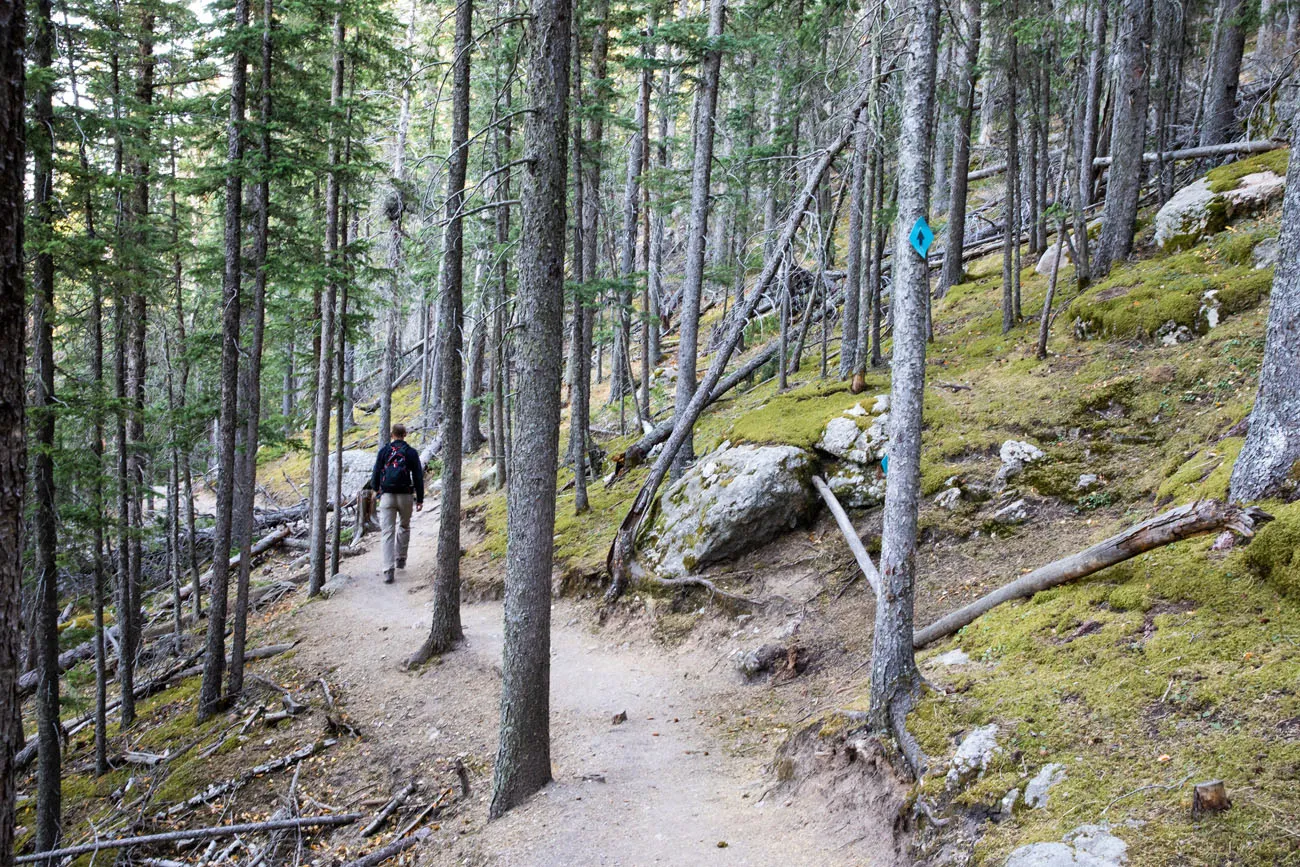 In the Trees best hike in Custer State Park