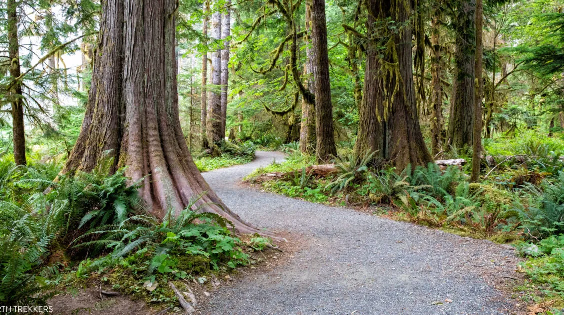 Olympic National Park Hike