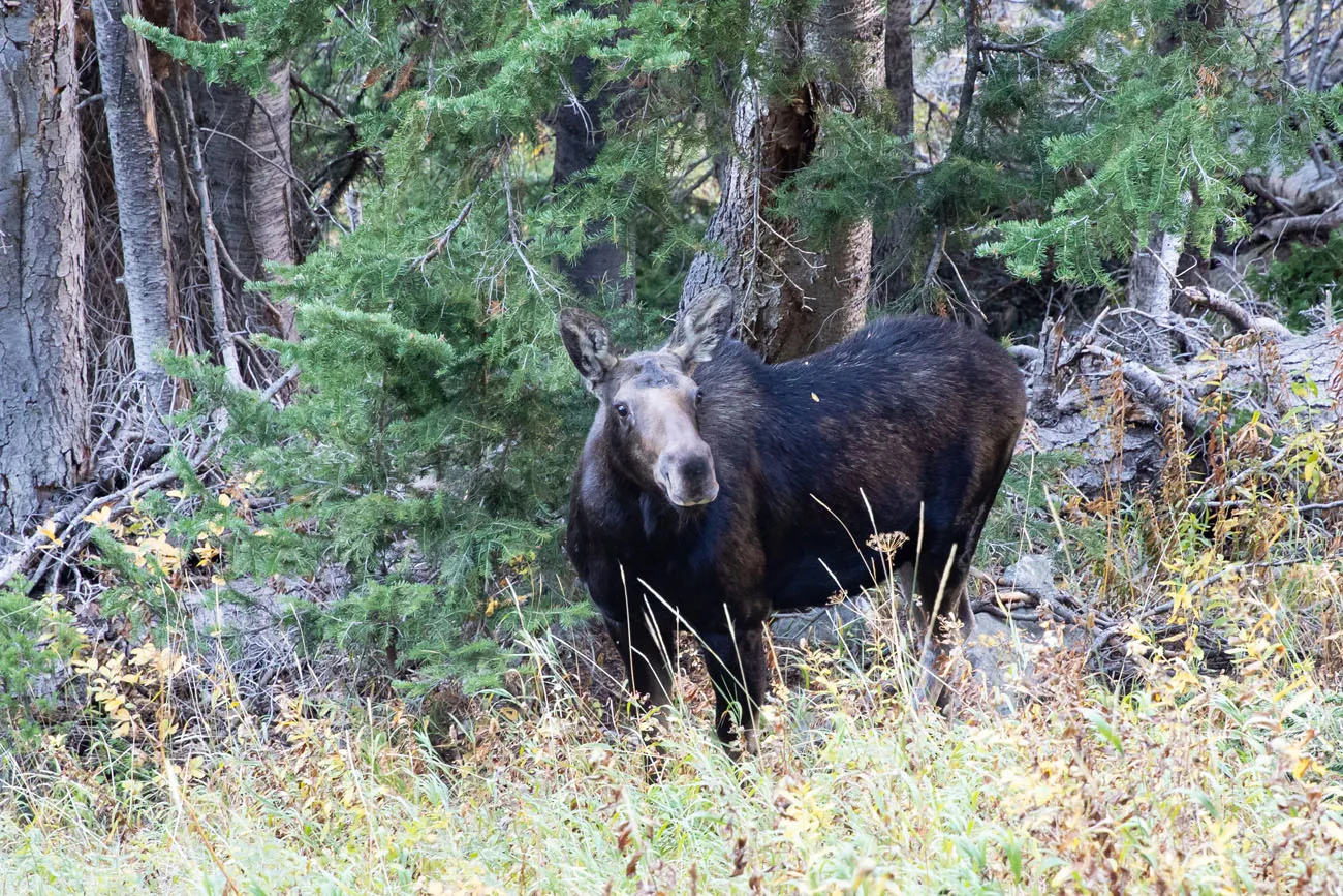 Grand Teton Moose