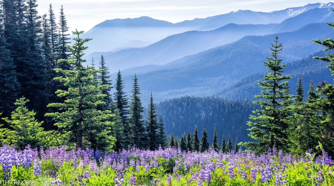 Hurricane Ridge Olympic NP