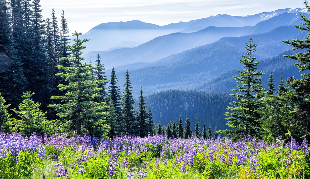 Best Things To Do In Olympic National Park Earth Trekkers   Olympic For Facebook .optimal 