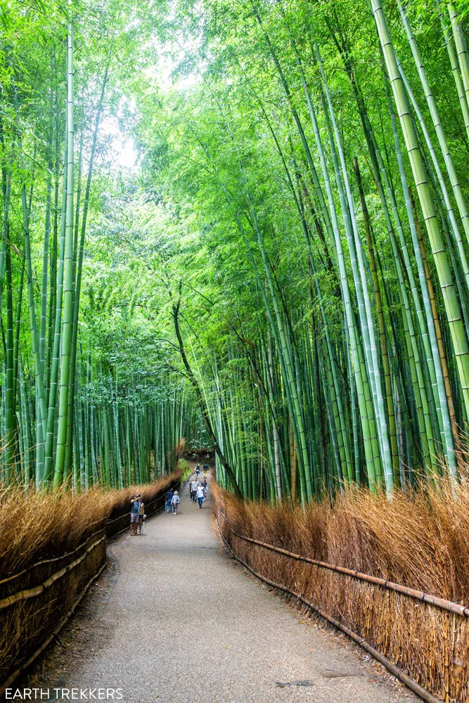 Arashiyama Bamboo