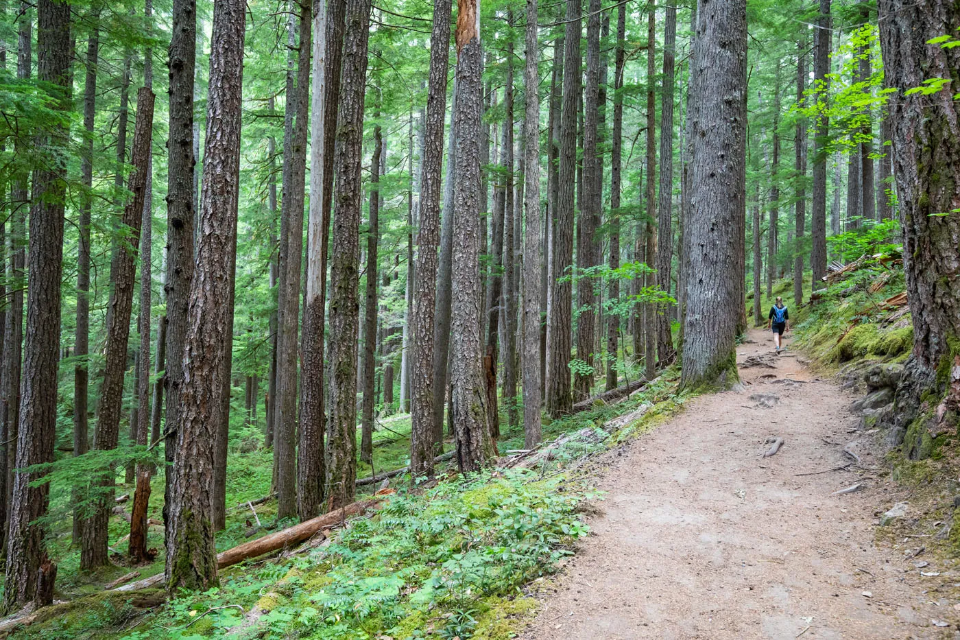 On the Silver Falls Trail