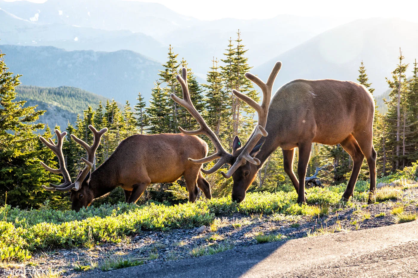 Rocky Mountain Elk