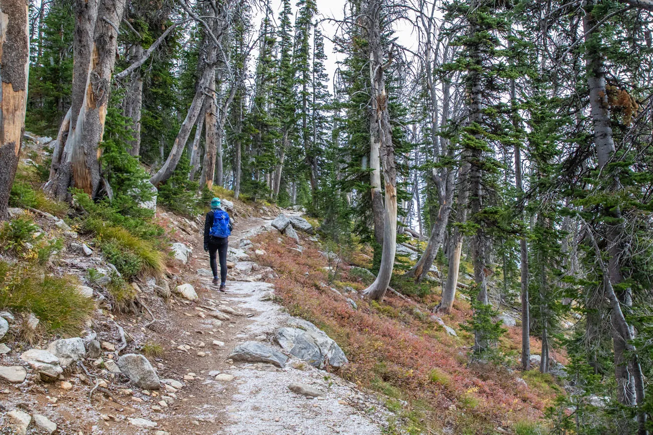 Teton Trail in the Trees