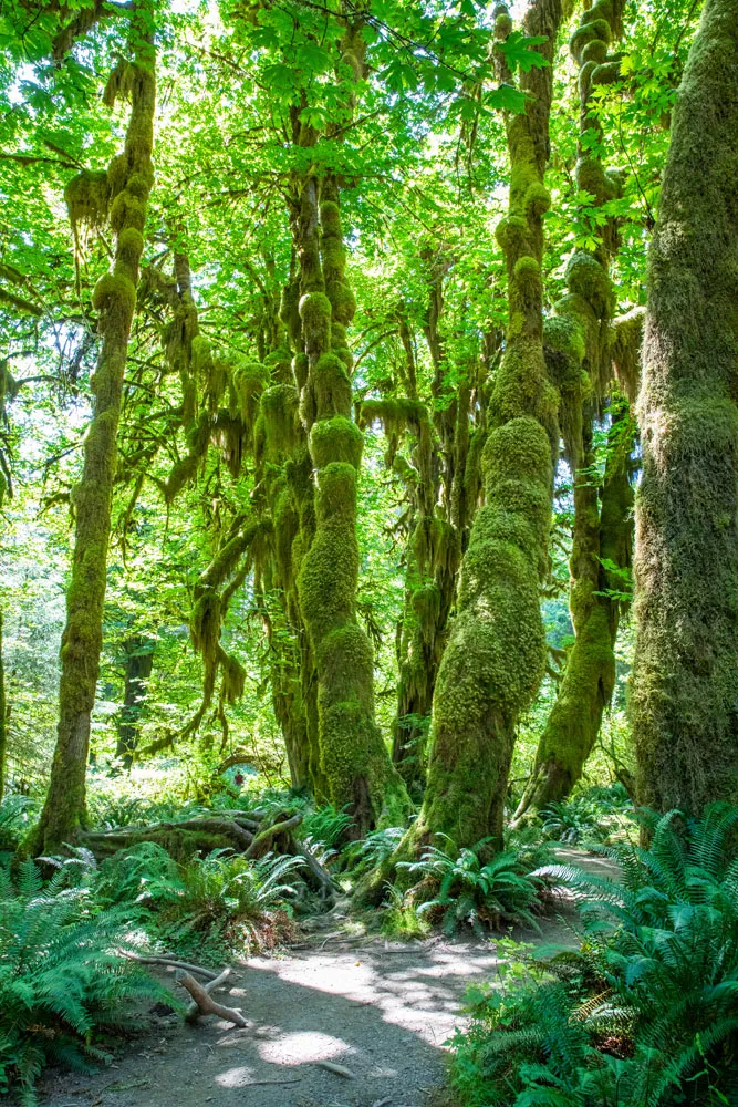 Hall of Mosses Washington national parks