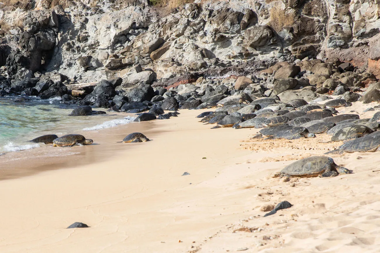 Maui Sea Turtles