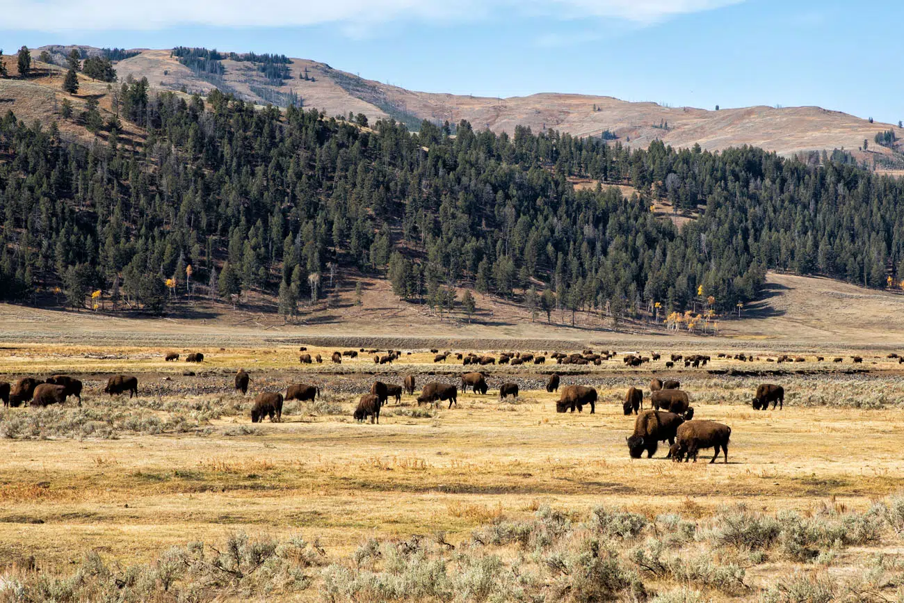 Lamar Valley in October