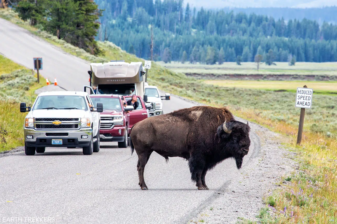 Bison Traffic Jam