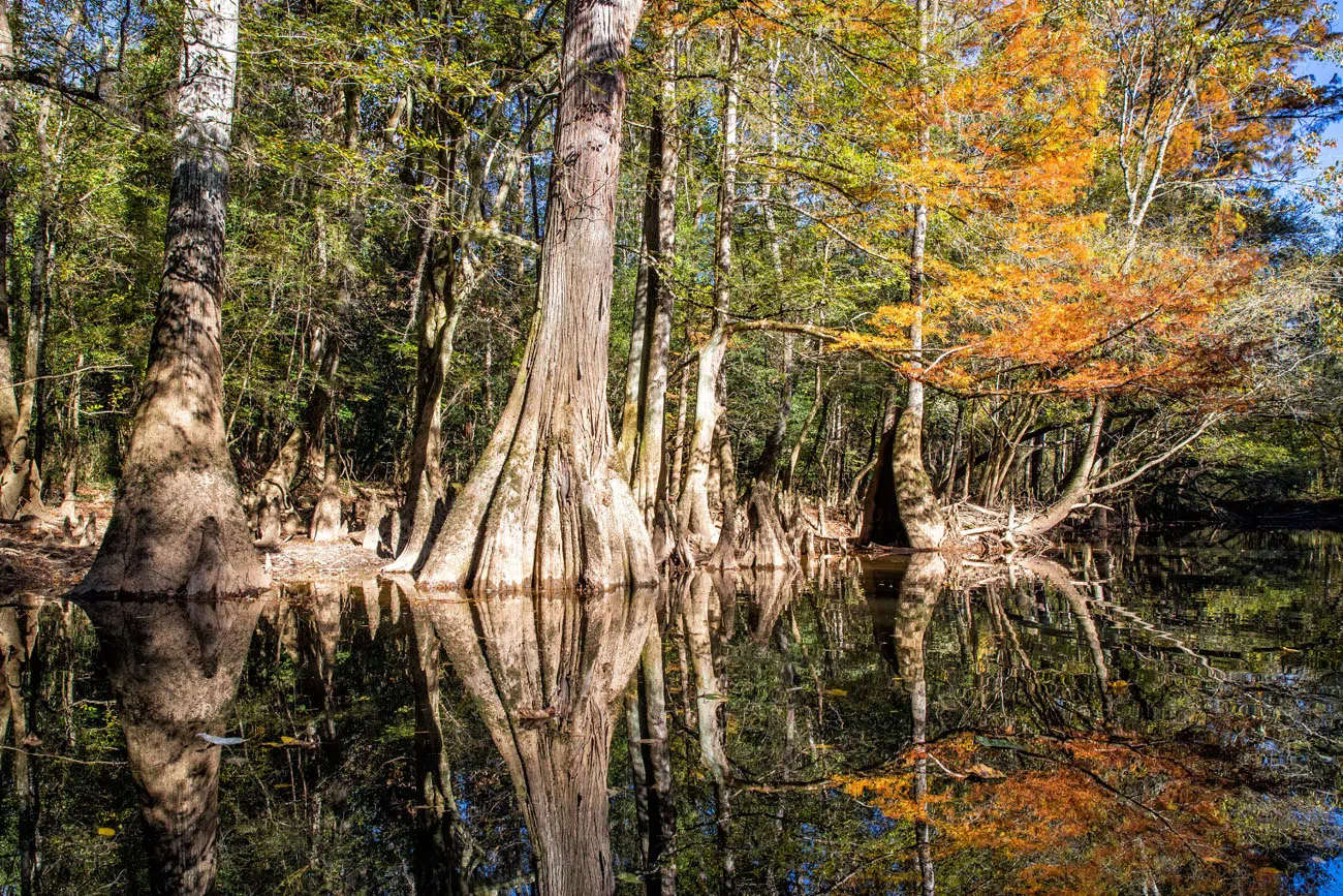 Cedar Creek Congaree