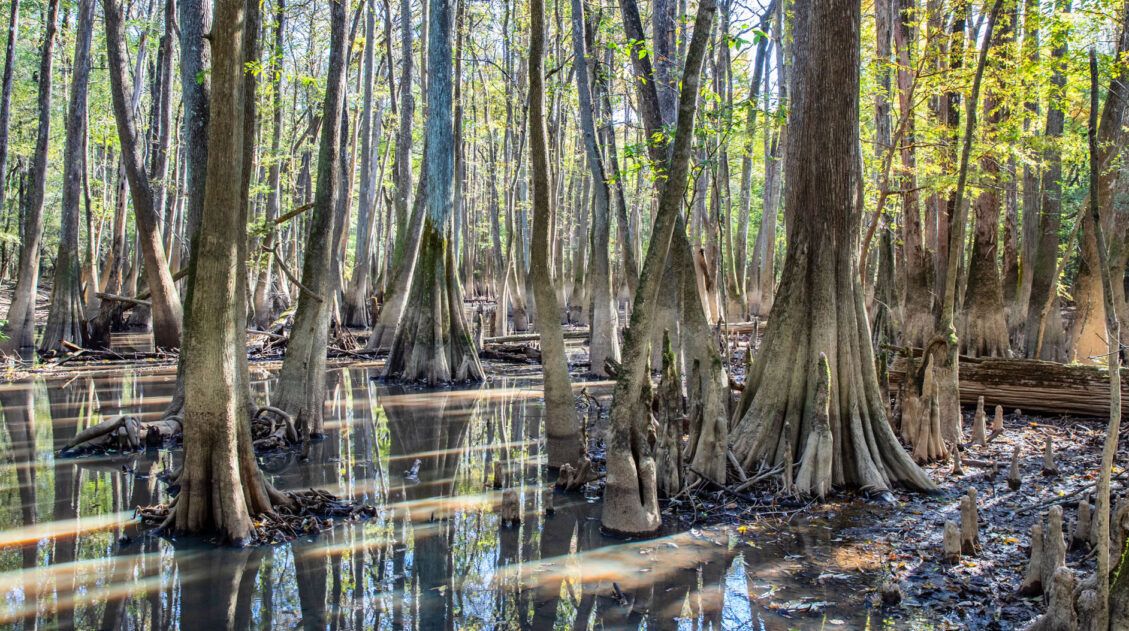 Congaree National Park Guide