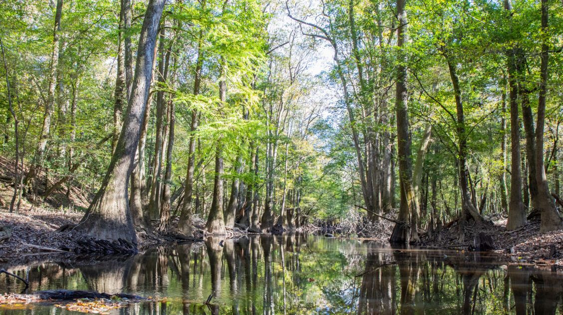 Congaree Photo