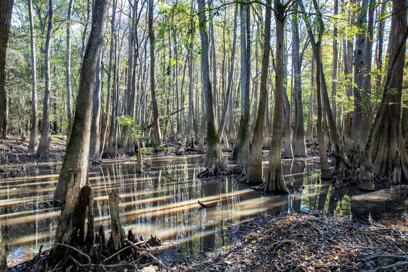 Top 10 Things to Do in Congaree National Park – Earth Trekkers