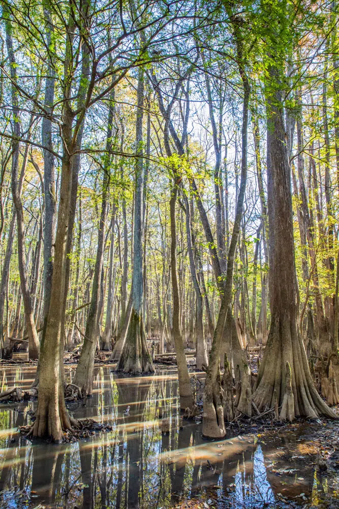 Congaree in November