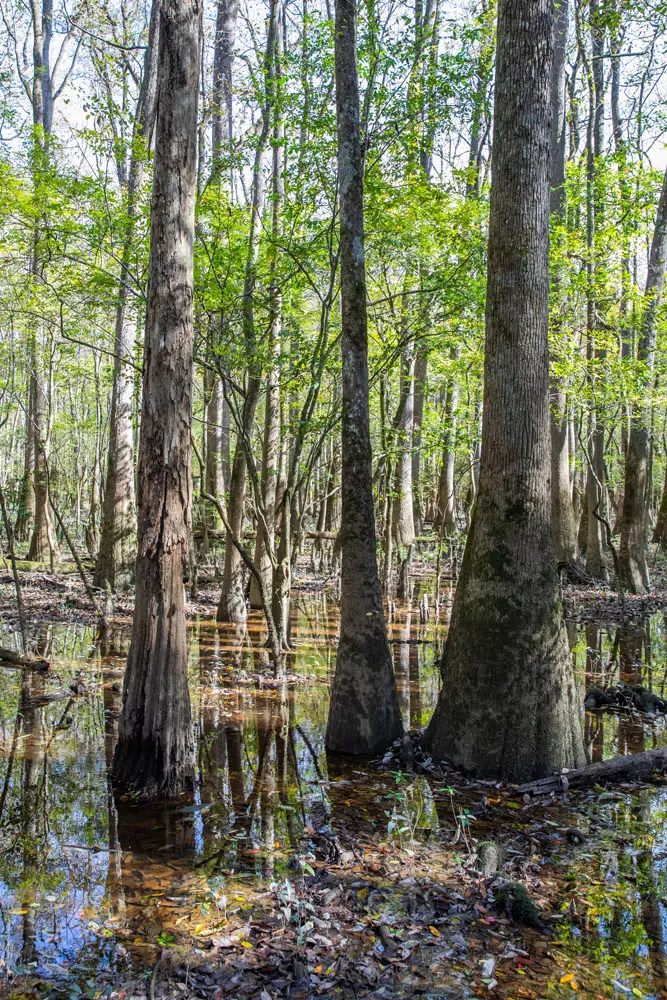 Things to do in Congaree