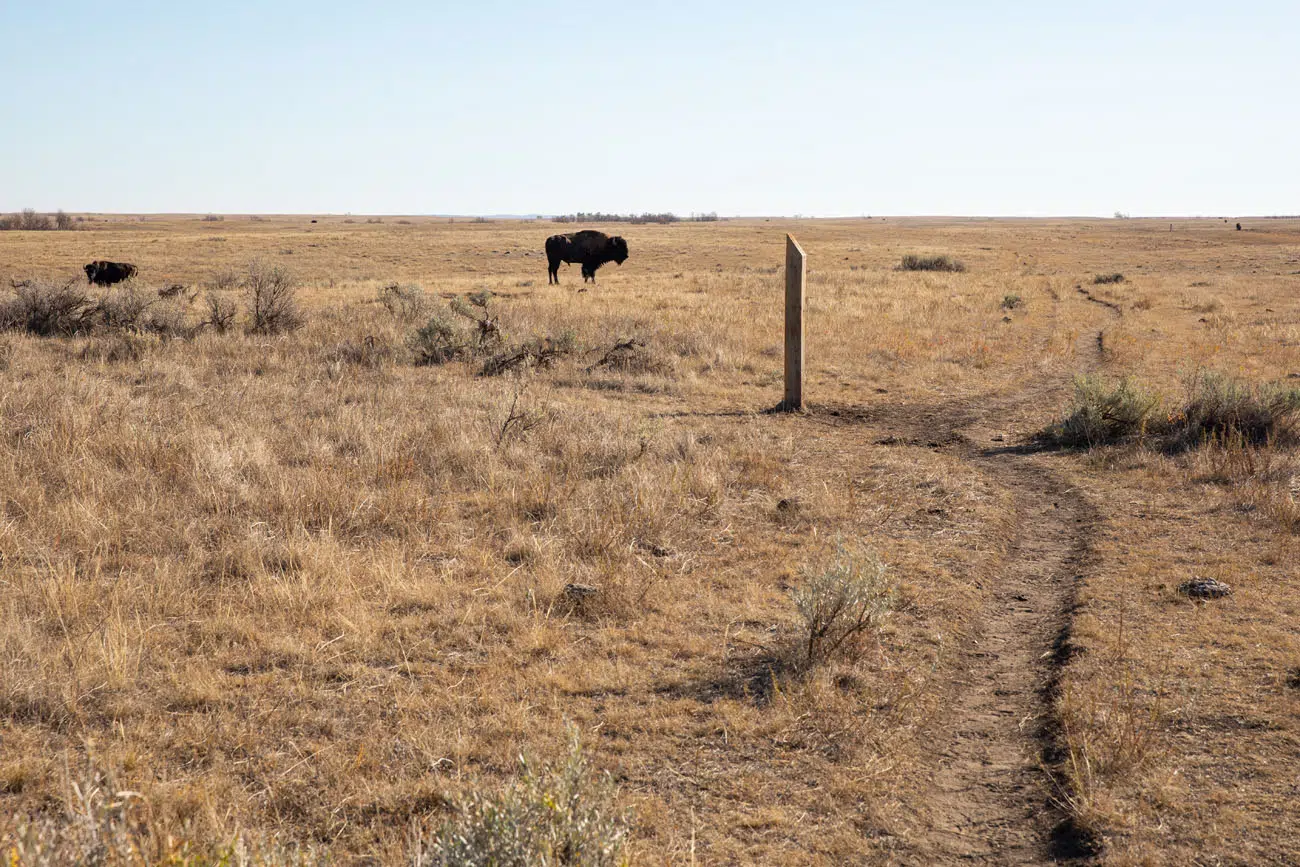 Bison on the Trail