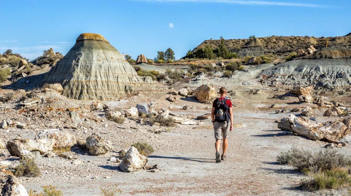 Petrified Forest Trail Guide