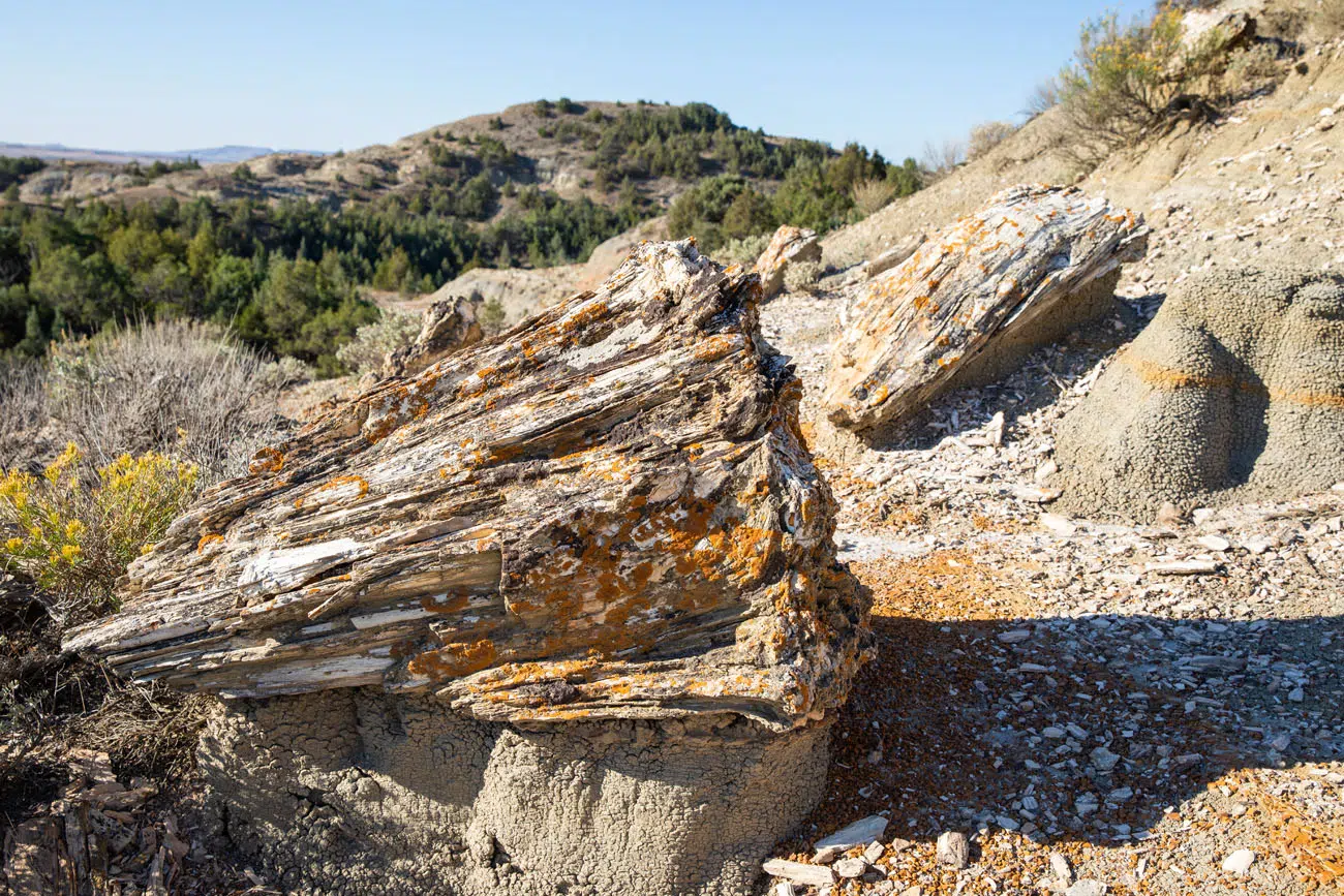 Petrified Forest Wood TRNP