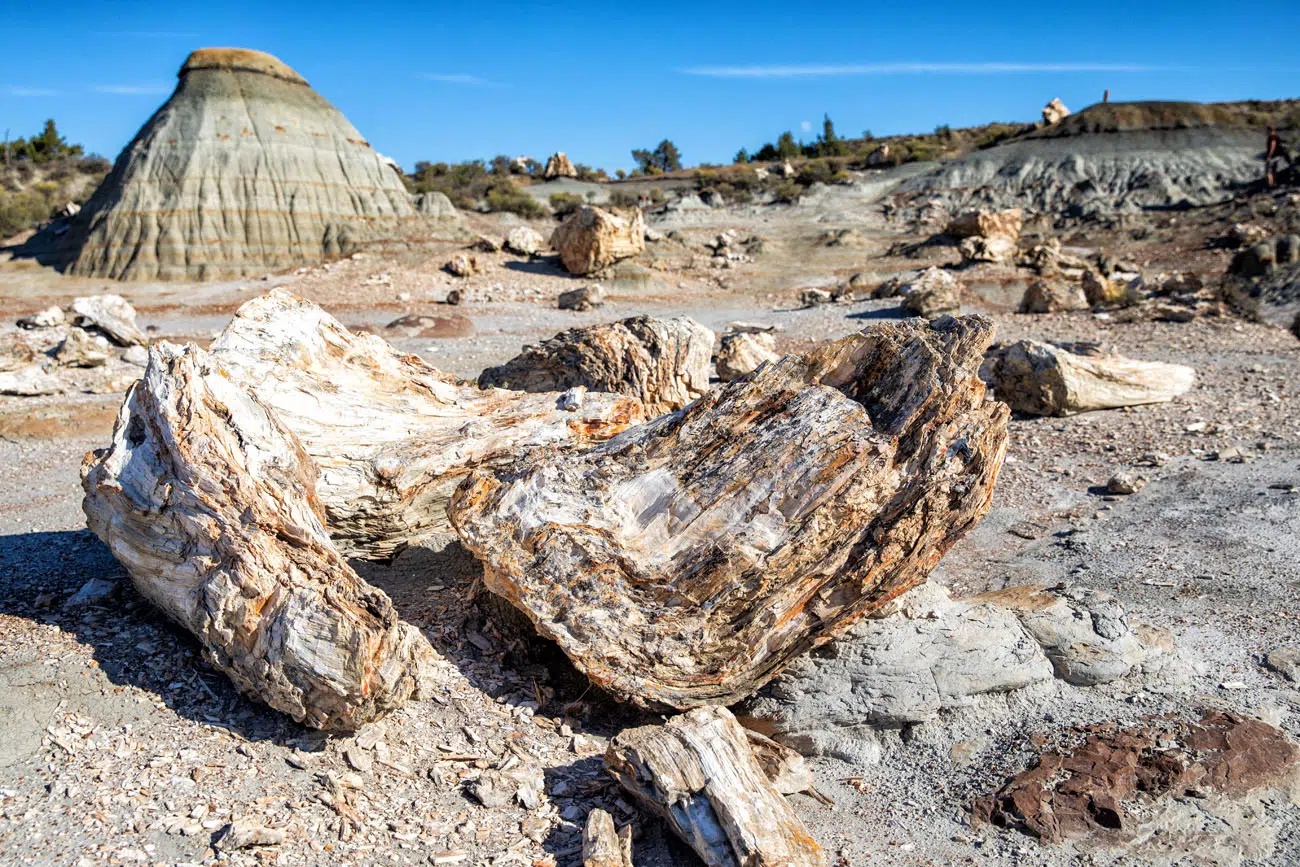 Petrified Wood