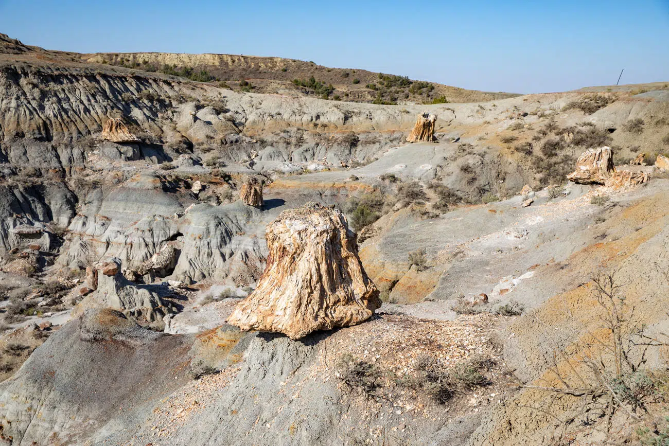 Photo of Petrified Wood