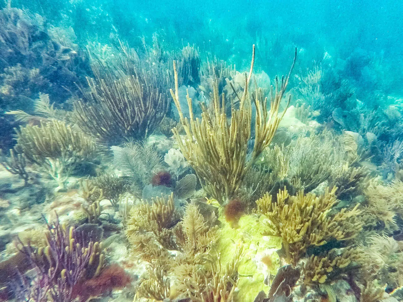 Snorkeling Biscayne best things to do in Biscayne National Park