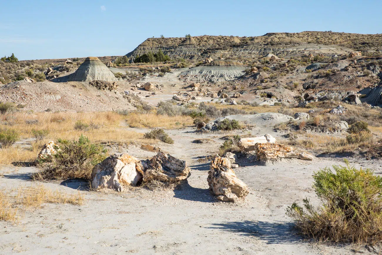 Theodore Roosevelt NP Petrified Wood