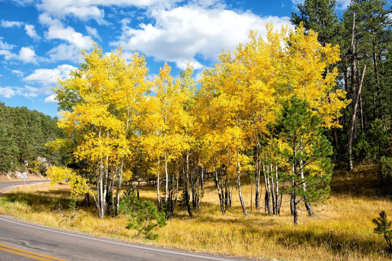 Things to Do in Custer State Park