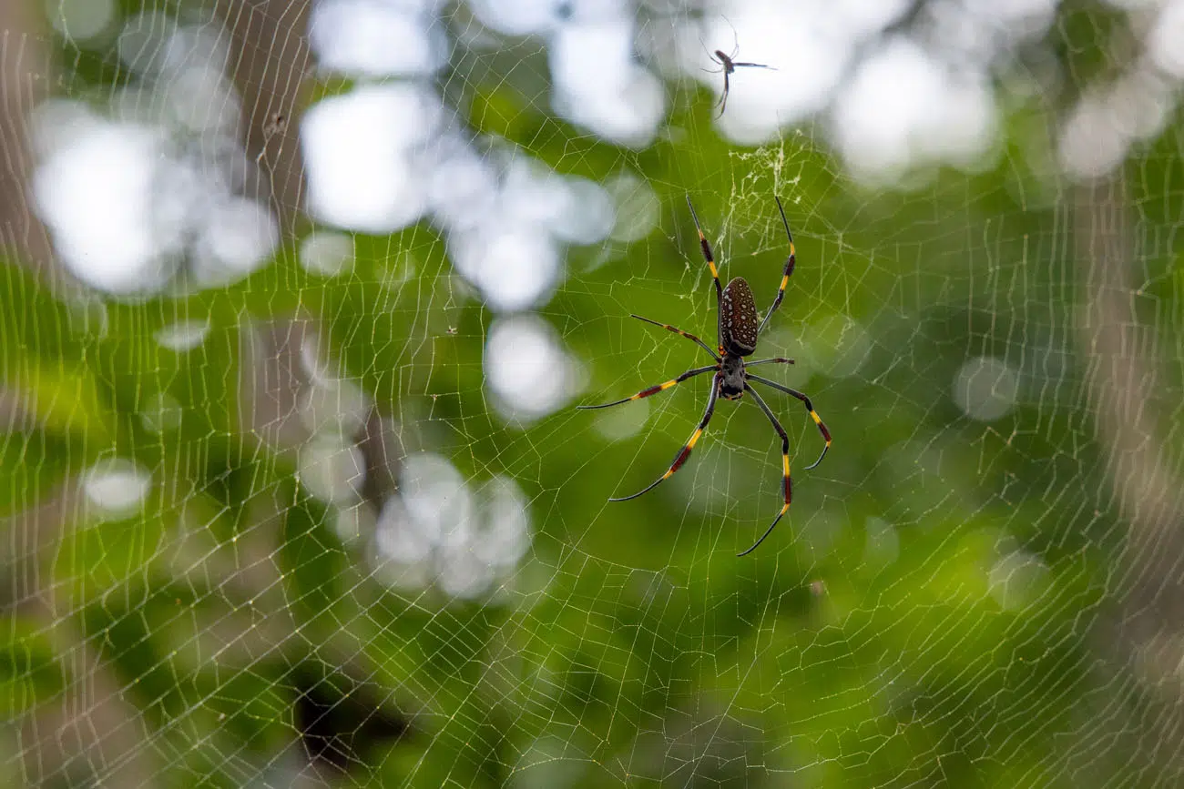 Golden Orb Spider