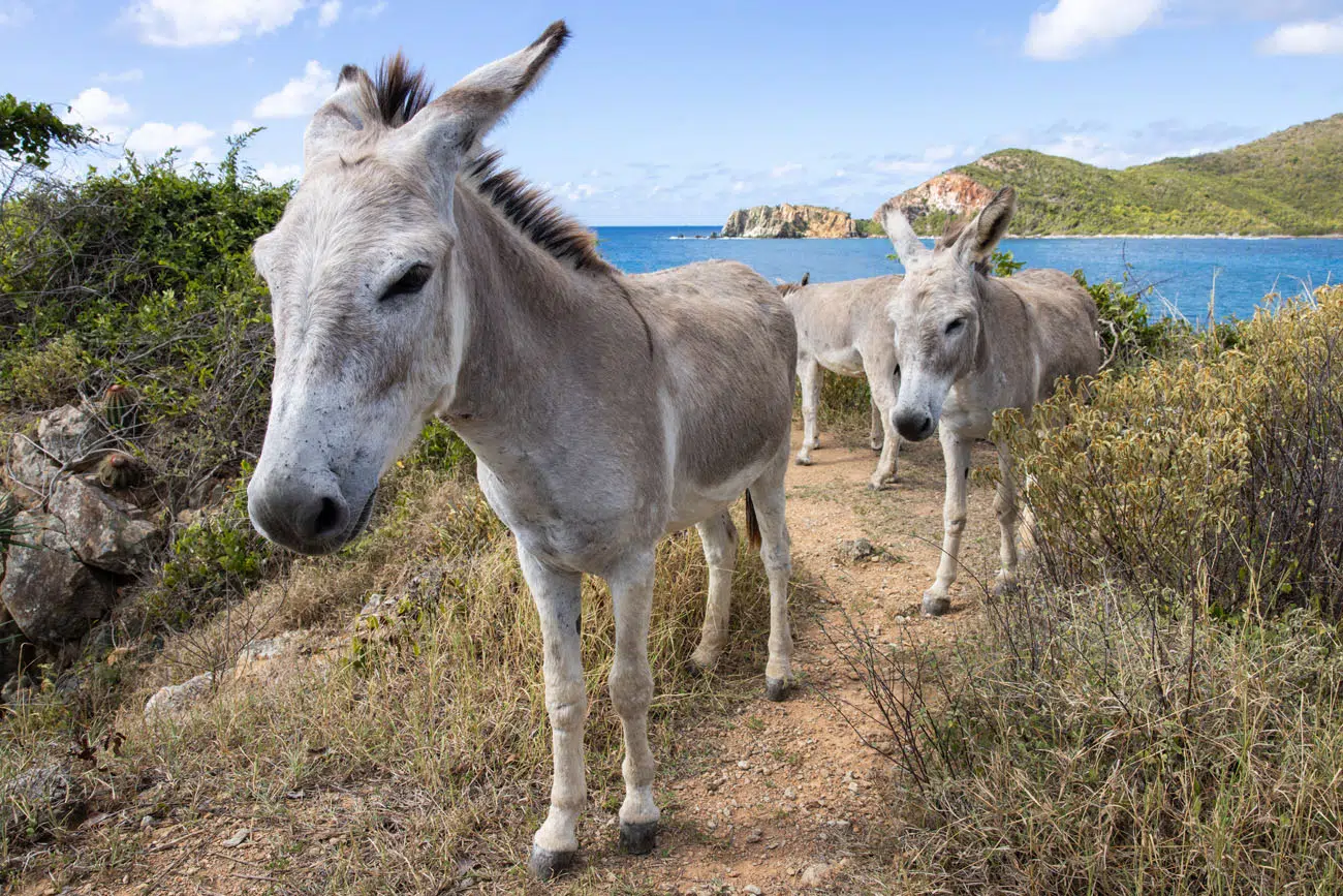 Saint John Donkeys