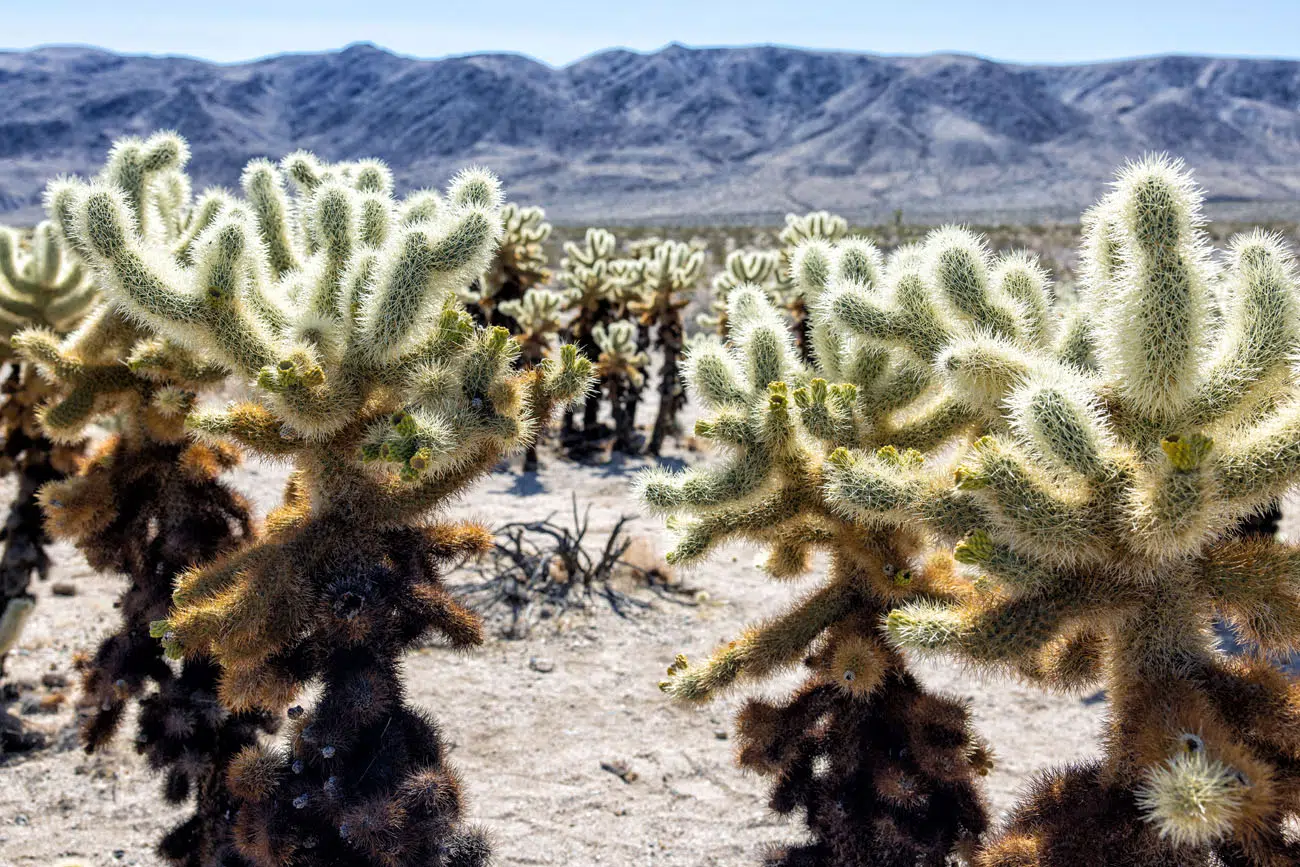 Cholla Cactus Garden