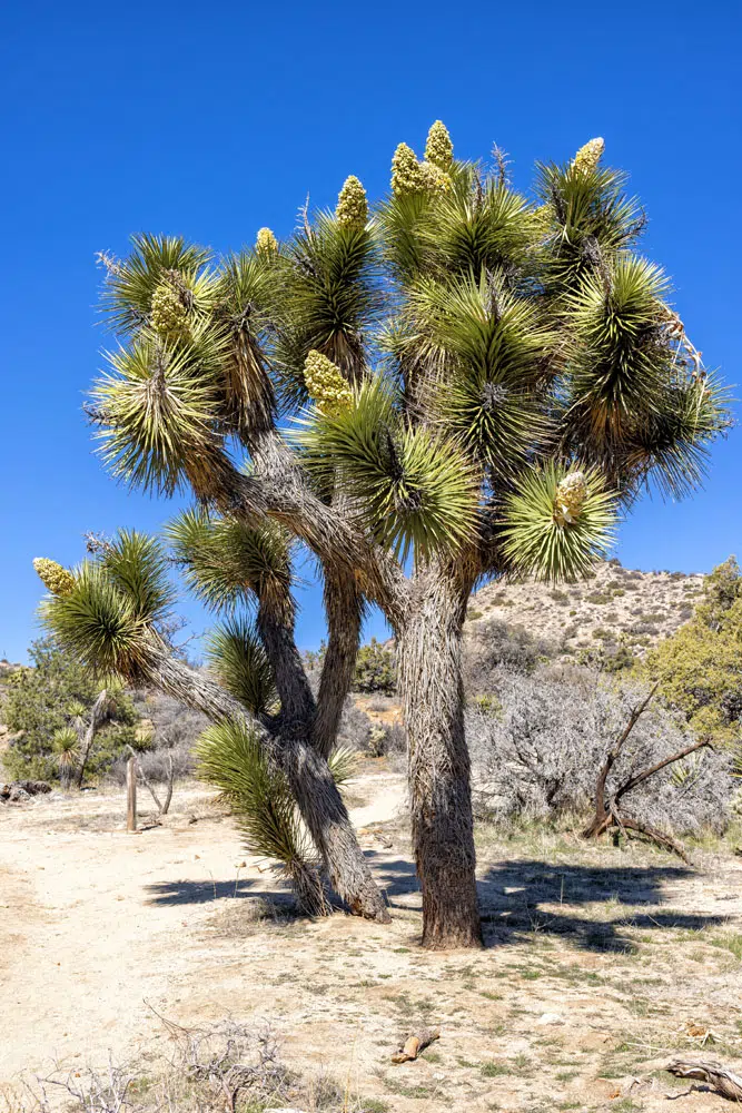 Joshua Tree Photo | Best National Parks in November