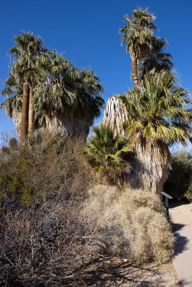 Oasis of Mara best things to do in Joshua Tree