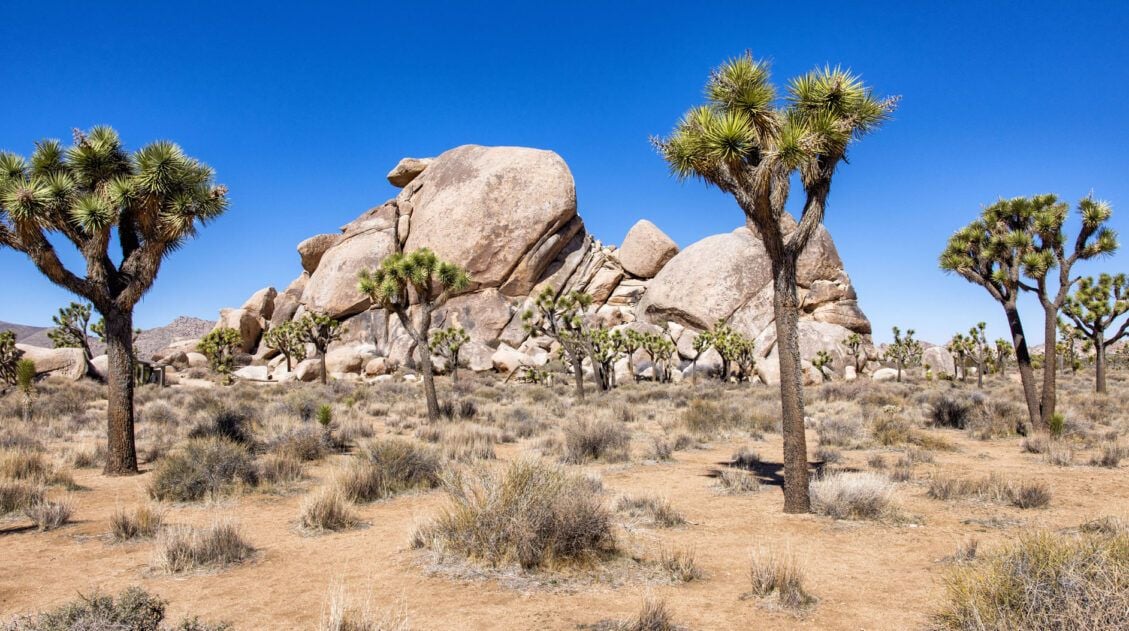 Things to Do in Joshua Tree