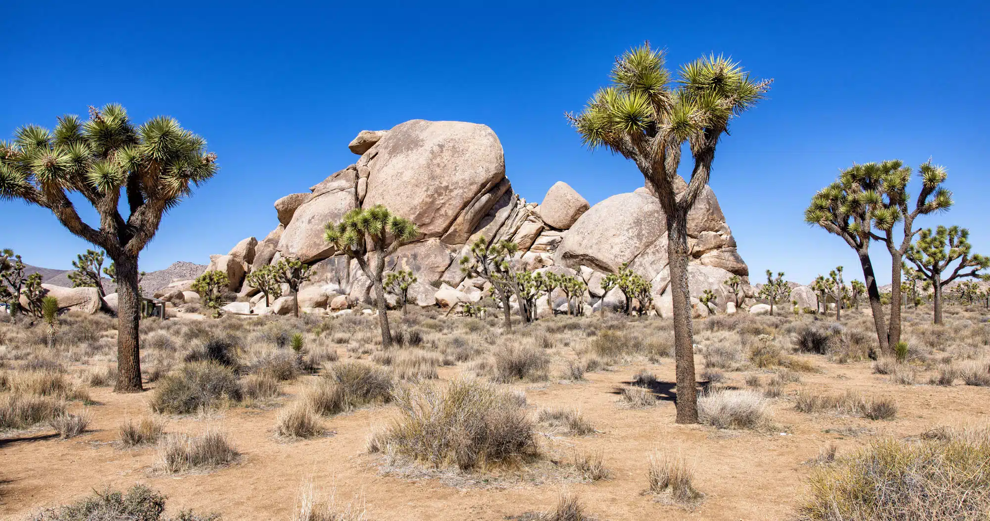 Things to Do in Joshua Tree