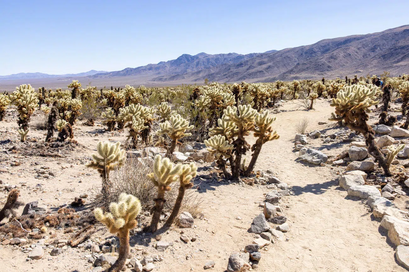 Cholla Cactus Garden Trail | Best hikes in Joshua Tree