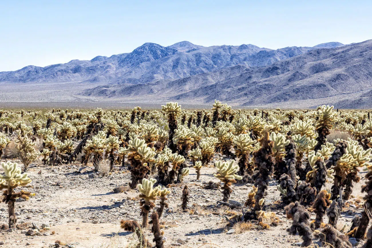 Cholla Cactus Garden | Best hikes in Joshua Tree