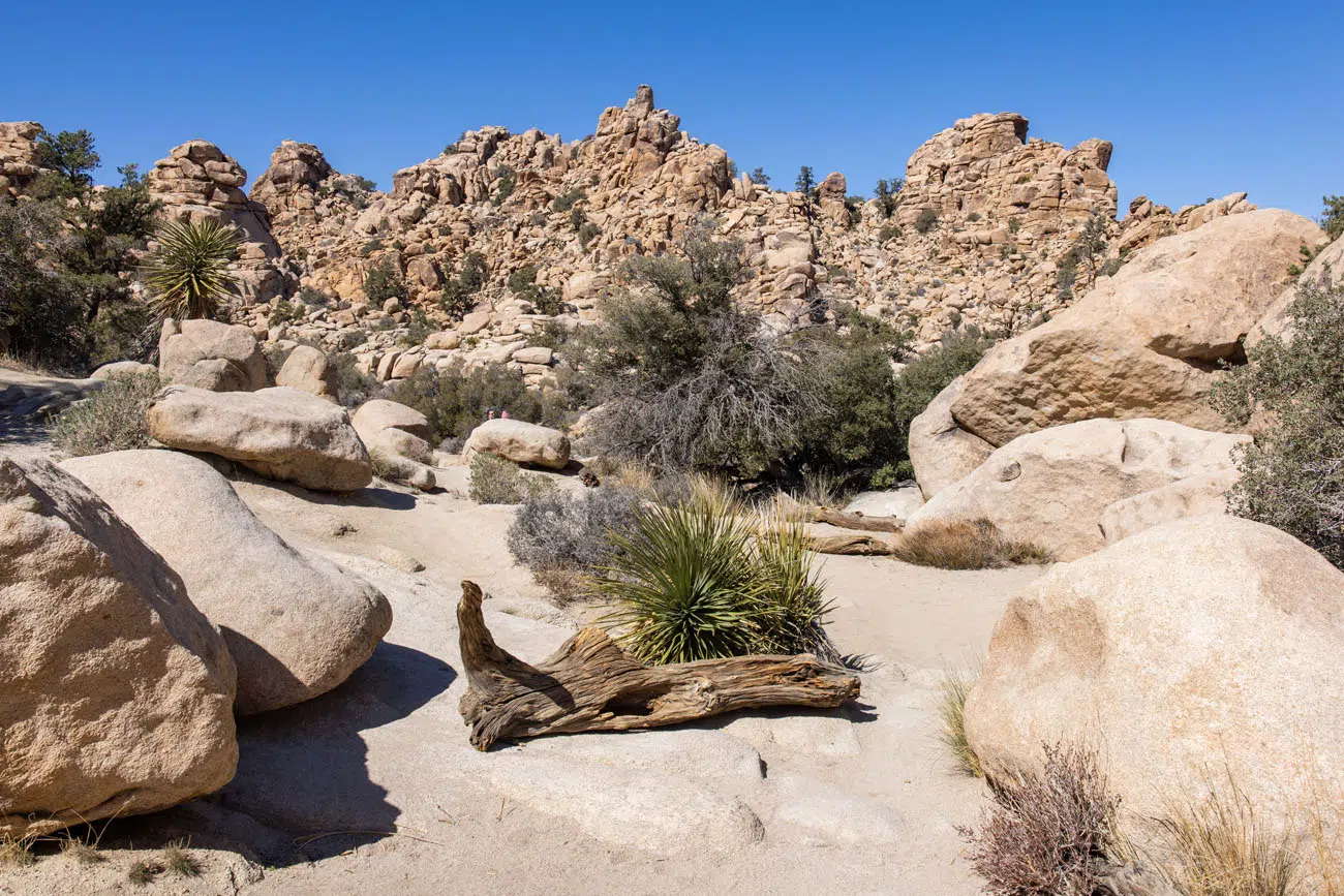 Hidden Valley Trail | Best hikes in Joshua Tree