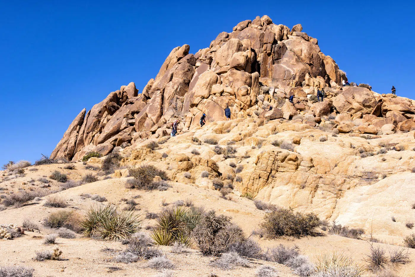 Mastodon Peak best hikes in Joshua Tree