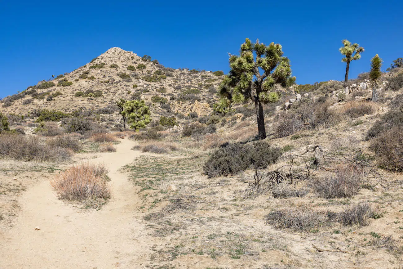 Warren Peak Trail best hikes in Joshua Tree