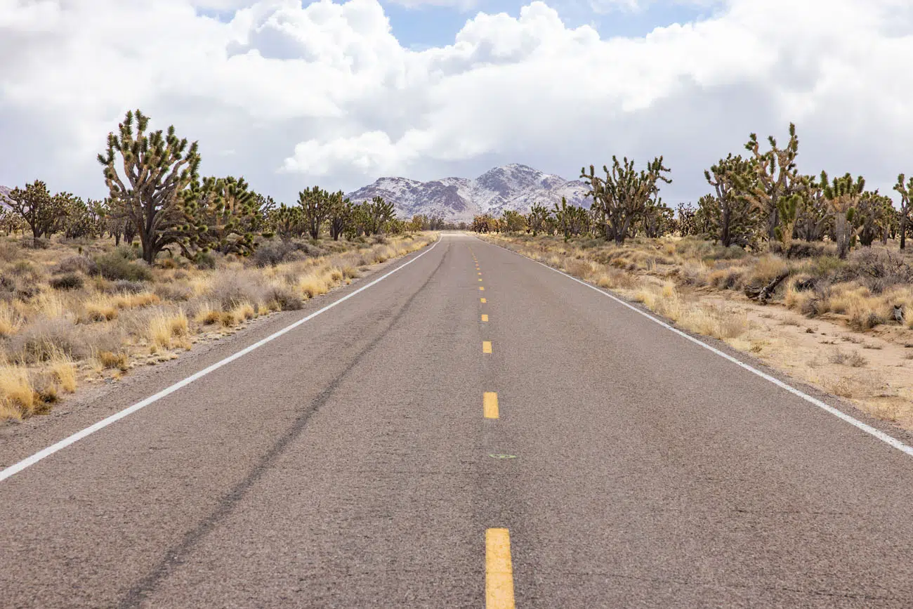 Cima Road | Best Things to Do in Mojave National Preserve