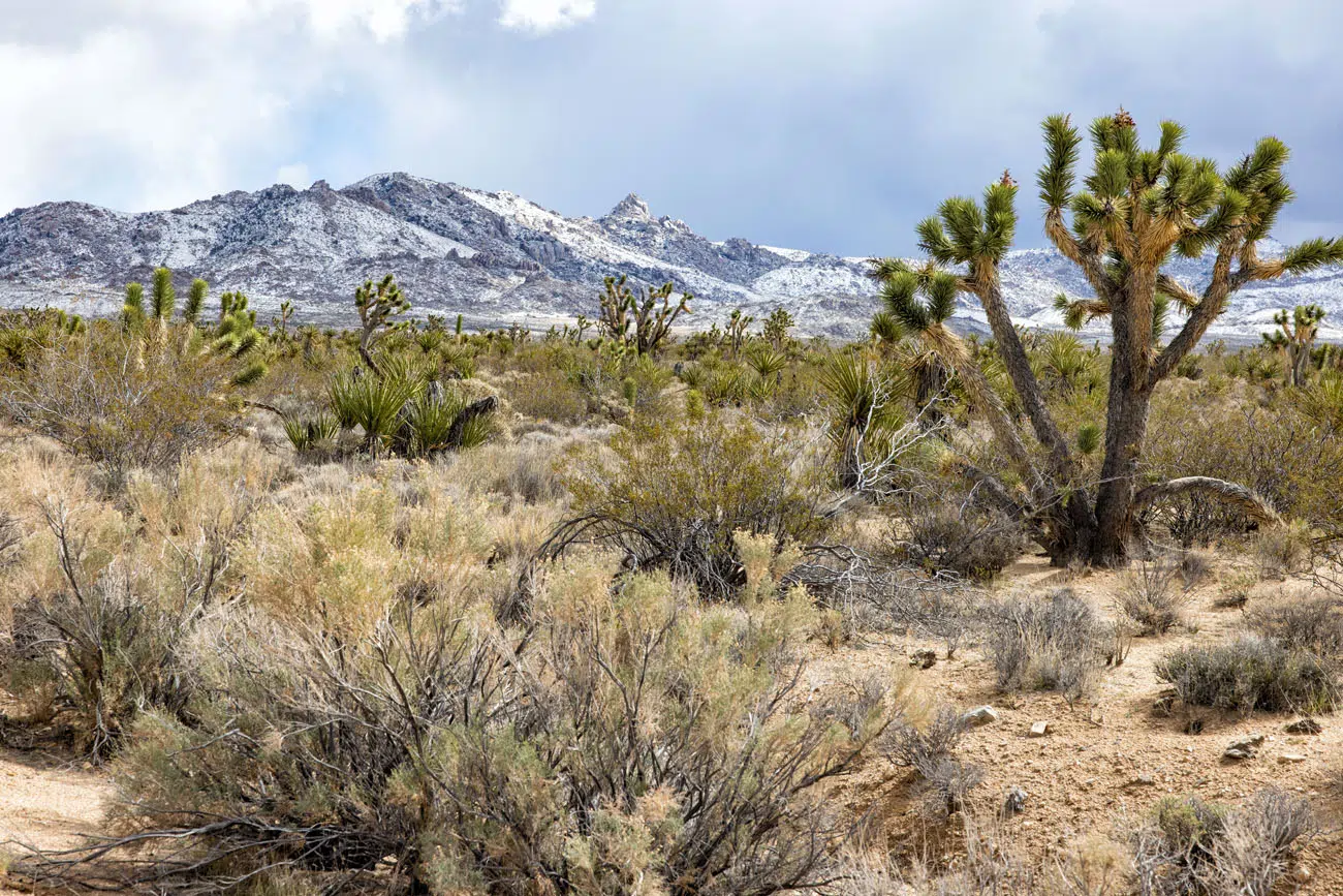 Mojave National Preserve February | Best Things to Do in Mojave National Preserve