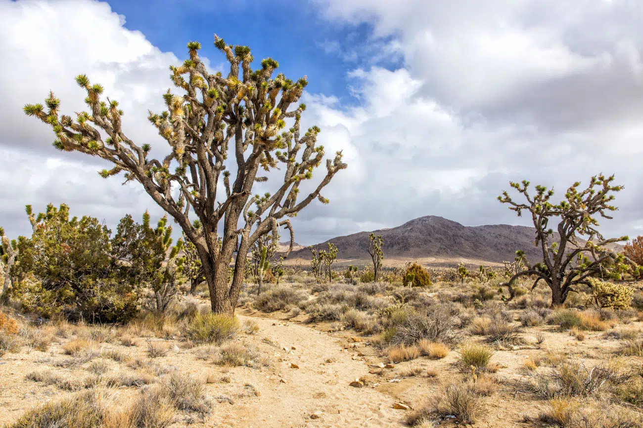 Best hikes in outlet mojave national preserve