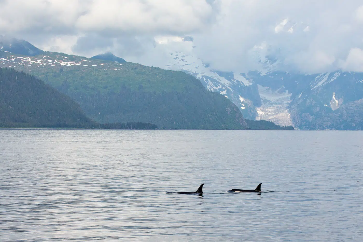 Orcas Kenai Fjords